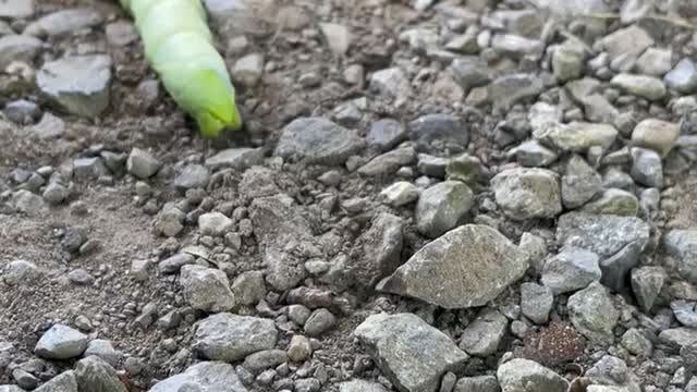 Cool caterpillar