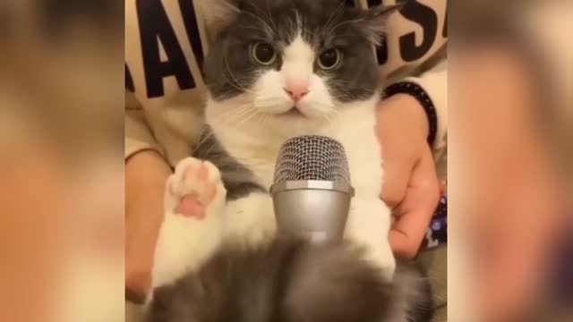 #funnydog #dogs #alldogs AWW SO FUNNY😂😂 Super Dogs And Cats Reaction Videos