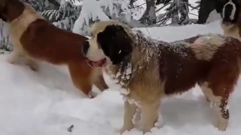 Dogs at snow and cold areas