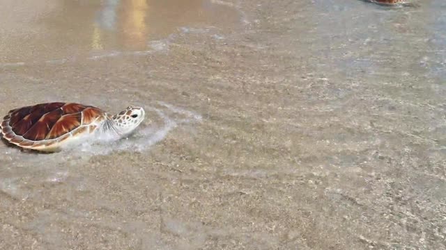 baby sea turtle