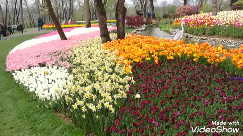 Tulip Festival in Istanbul, Turkey