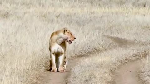 BABY LION CUBS GO ON WAIK WIYH MOM🦁🤣 /ONE SAYS NOPE/SO ADORABLE TO WATCH🔥