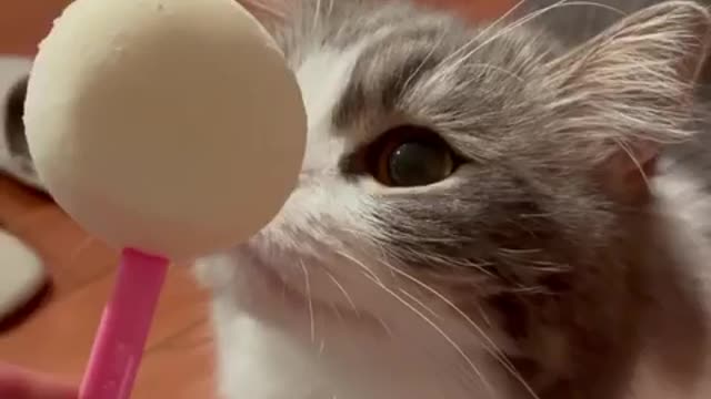 Cat eating sugar