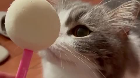 Cat eating sugar