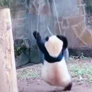Become a protected animal with your own strength #Panda