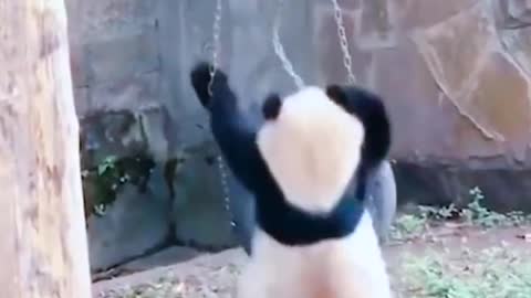 Become a protected animal with your own strength #Panda