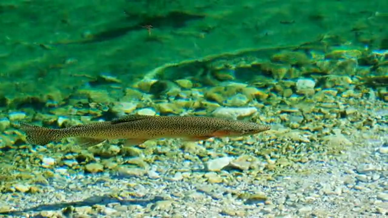 Fishing Video