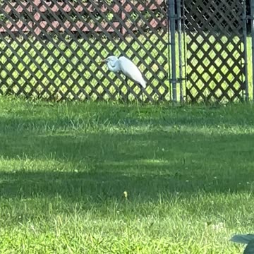 Egret? Pelican? Ibis? What’s your guess?