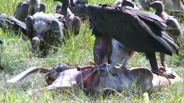 A flock of Vultures resting after Aggressively feasting on a carcass