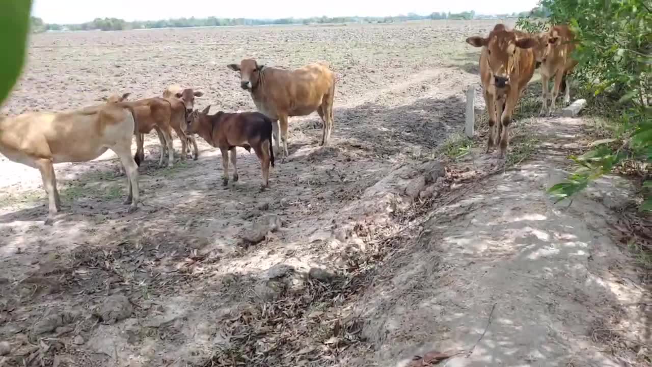 Fake Tiger Prank Cow, Dog So Funny Action Cows, Dogs