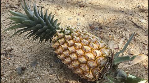 Pineapple: The Most Metal Fruit.