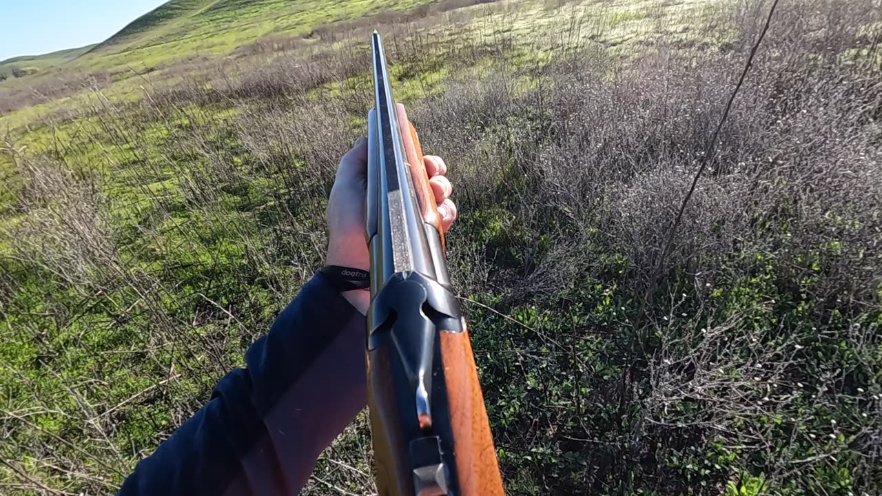 Point to flush! Chukar hunting with Brenda and Stella!