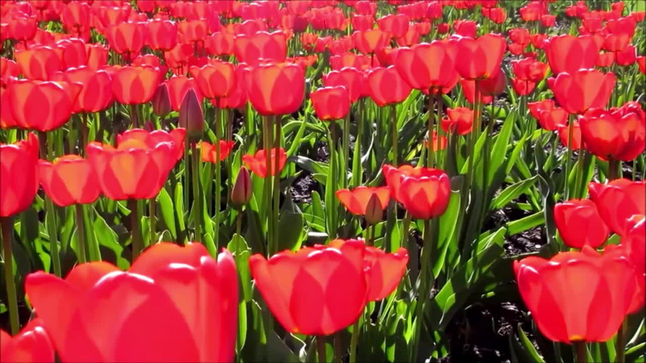 Most Beautiful Places In The World With Chilling Music