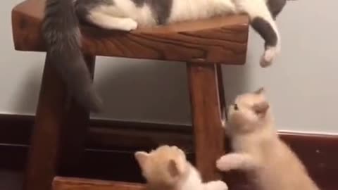 Cat playing with kittens