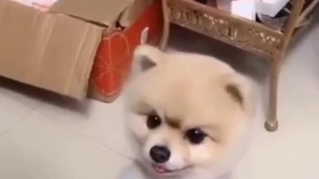 Amazing Baby Dogs -Cute And Funny Dog Videos Compilation