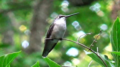 Hummingbird