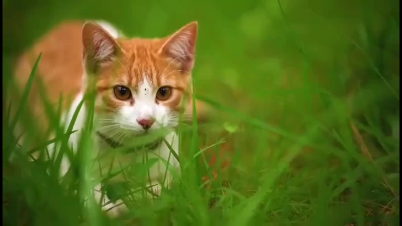 White cat with brown spots .