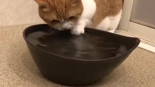 Cute and Funny Cat Videos Compilation - PART 8