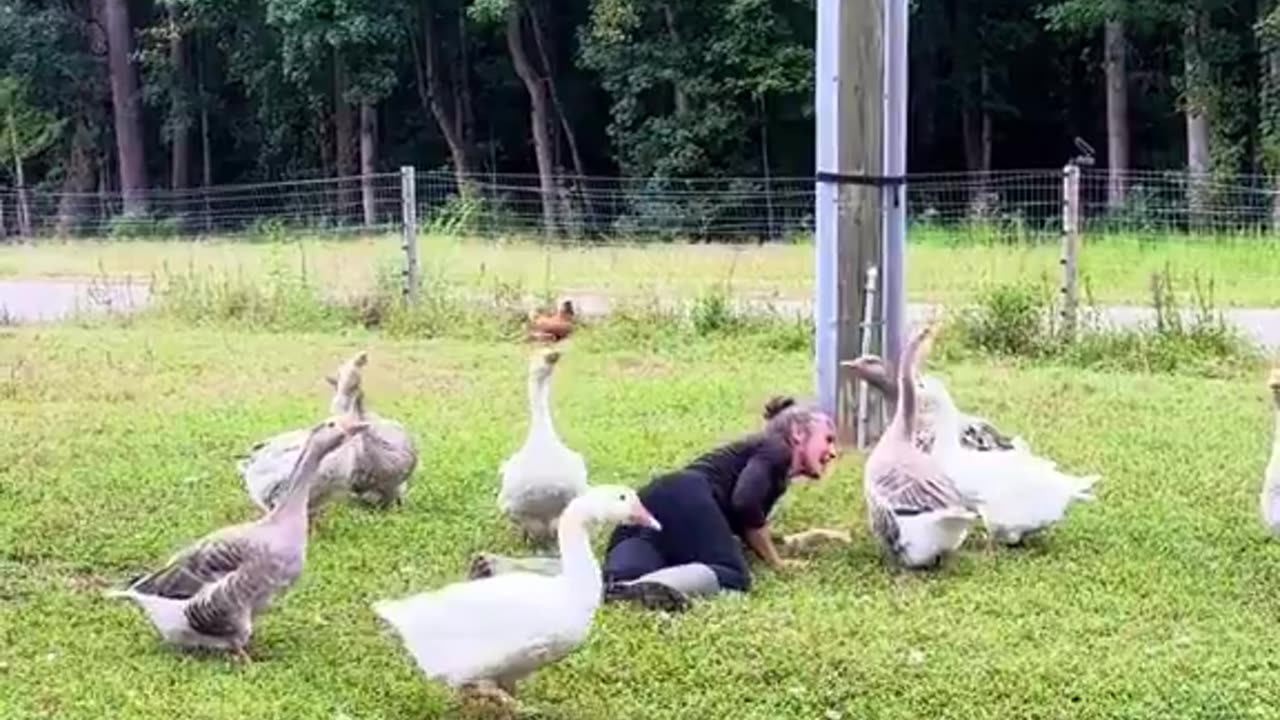 Woman pretends to faint to see how her geese would react