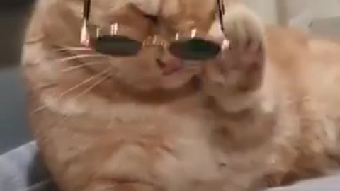 Cat_funny_video_#cat_video#cat_funny#cat_short#cat_video_Short