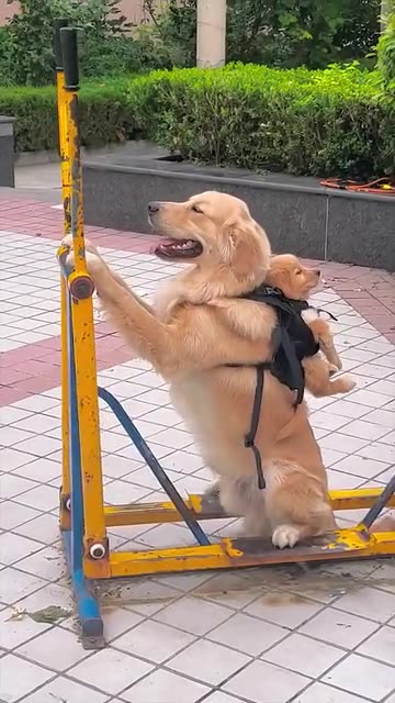 Golden retrievers mom carrying her baby