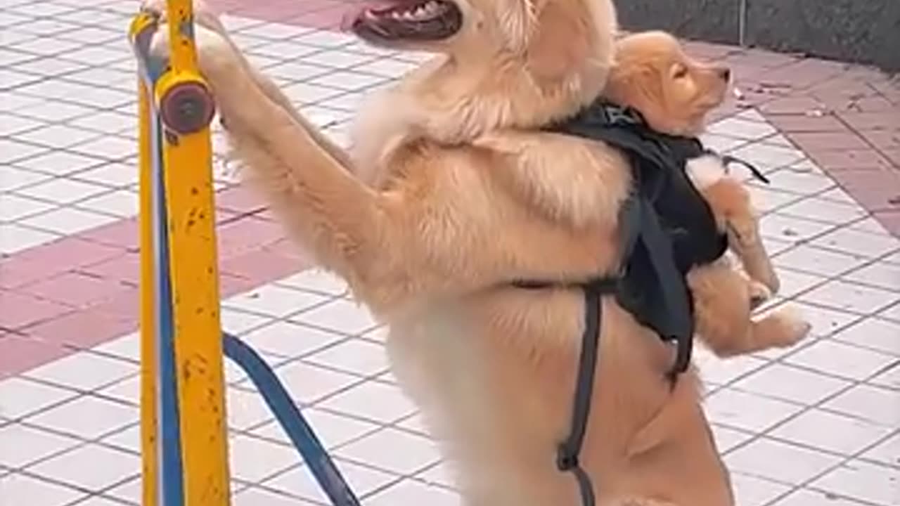 Golden retrievers mom carrying her baby