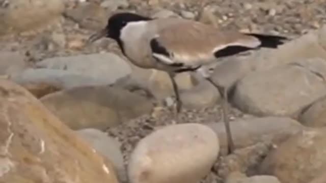 River lapwing