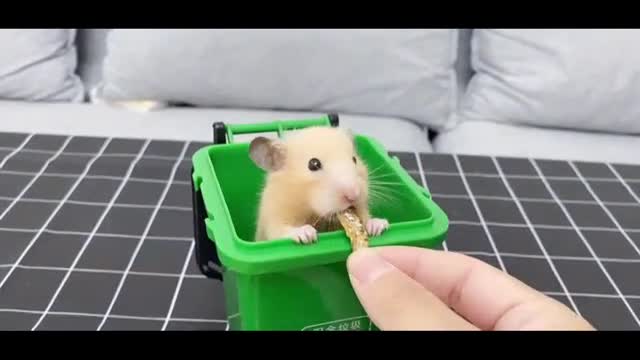 feed the hamster