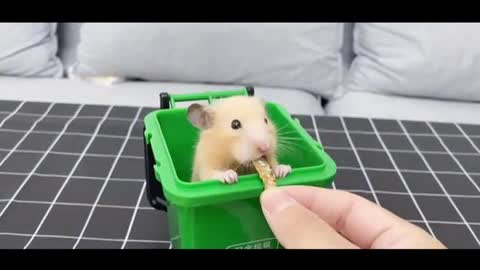 feed the hamster