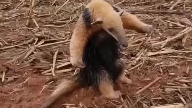 Tamandua 🦥 One Of The Cutest And Most Exotic Animals In The World #shorts