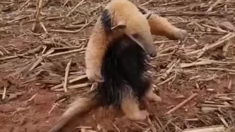 Tamandua 🦥 One Of The Cutest And Most Exotic Animals In The World #shorts