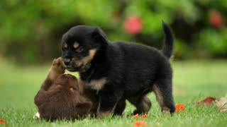 Chilling time with Two Cute Puppies Playing