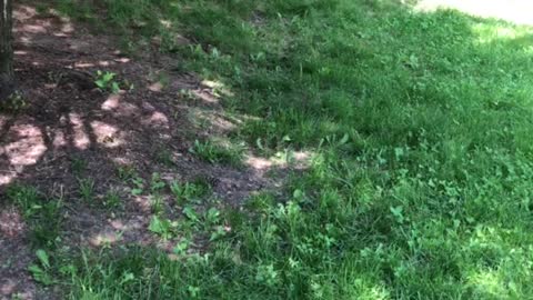 Three mocking birds stay cool in park