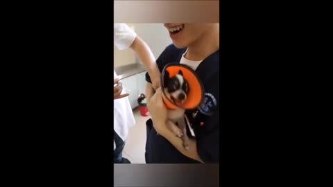 dogs and cats getting funny rabies vaccines