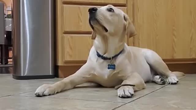 Dog training video