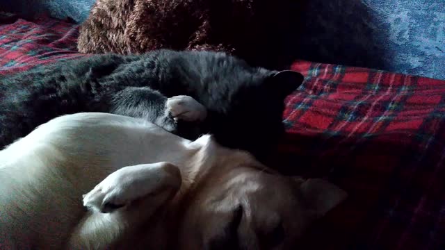 the cat loves the dog and licks it.