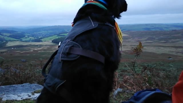 Camping Dog Literally Takes In The Beautiful View