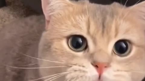 Cute cat meowing 😊😊