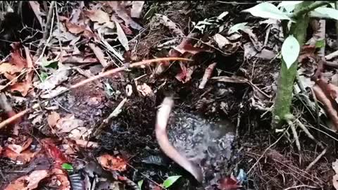 This is a beautiful and charming water-dwelling species