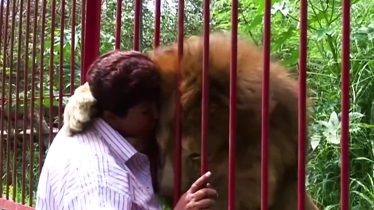 Animals show love his owner