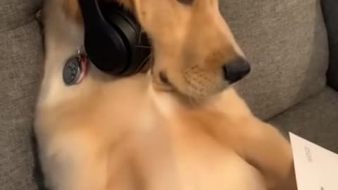 Dog gets a Job to pay bills.