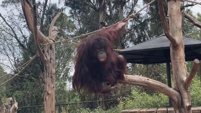 orangutans