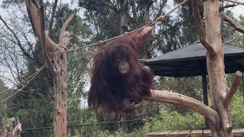 orangutans