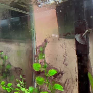 Soothing sound and aquarium fish swimming around