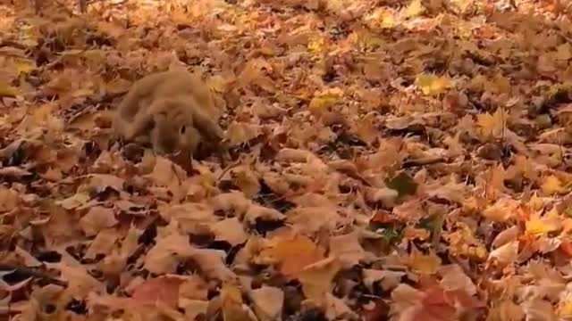 Happy Bunny hopping in the autumn leaves 🐇🐇🐇 | World of Rabbits 🐰🐇