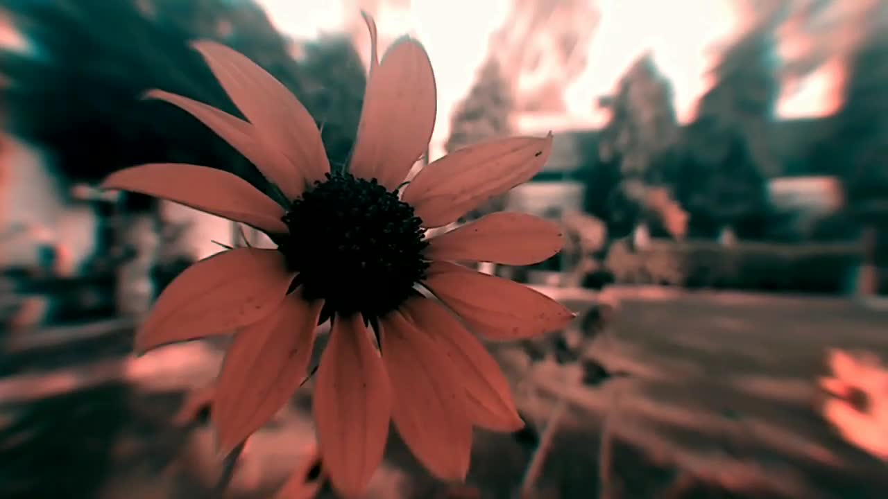 Royalty free flower aesthetic video