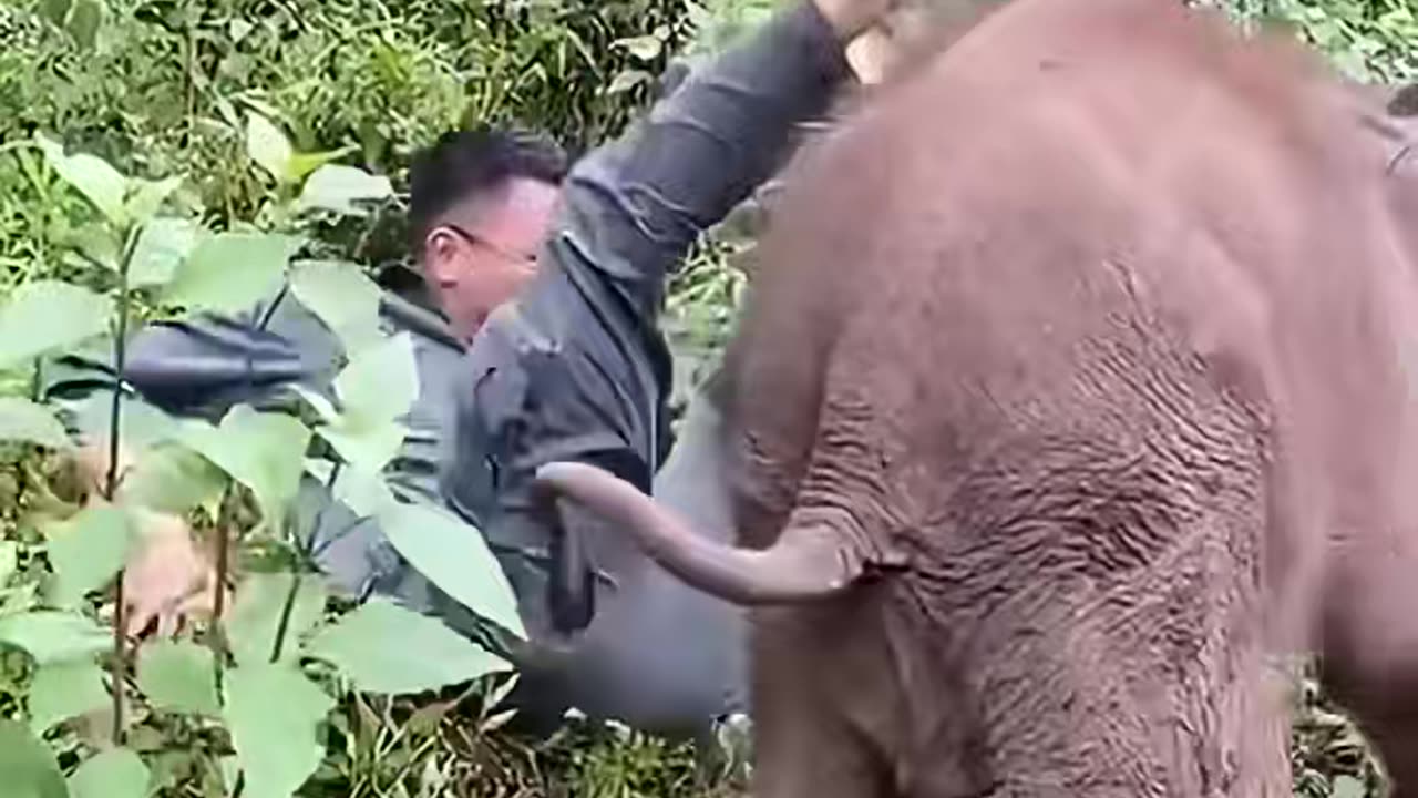 Elephant： Let's play#tiktok #fyp #elephants #animals