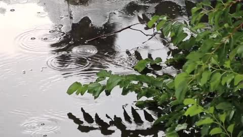 Relaxing Music WIth Nature Sounds - RainDrops