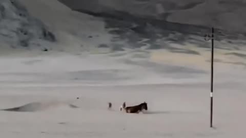 "😢🐴 Trapped in Terror: Donkey's Heartbreaking Encounter with Cunning Wolves! 🐺🌕"