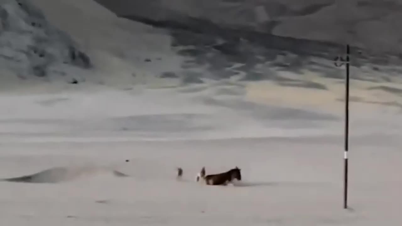 "😢🐴 Trapped in Terror: Donkey's Heartbreaking Encounter with Cunning Wolves! 🐺🌕"